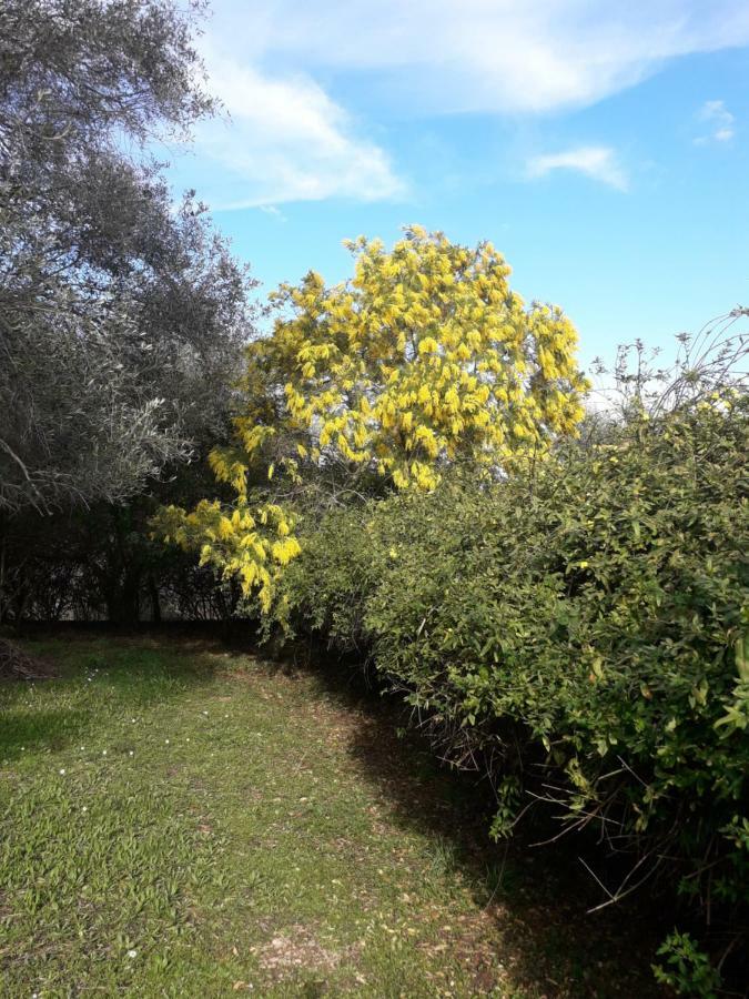 House In The Olive Garden Apartment Agios Ioannis  Ngoại thất bức ảnh