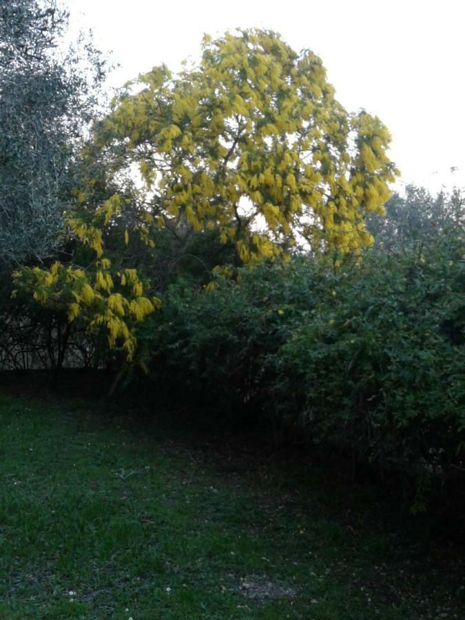 House In The Olive Garden Apartment Agios Ioannis  Ngoại thất bức ảnh